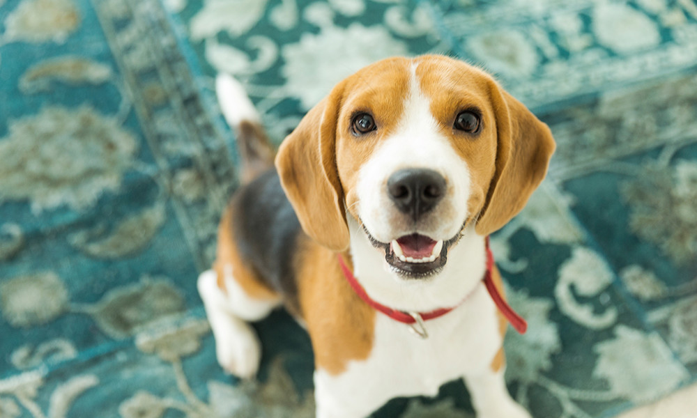 How to Get Pet Smell Out of Carpet Without Losing Your Mind?